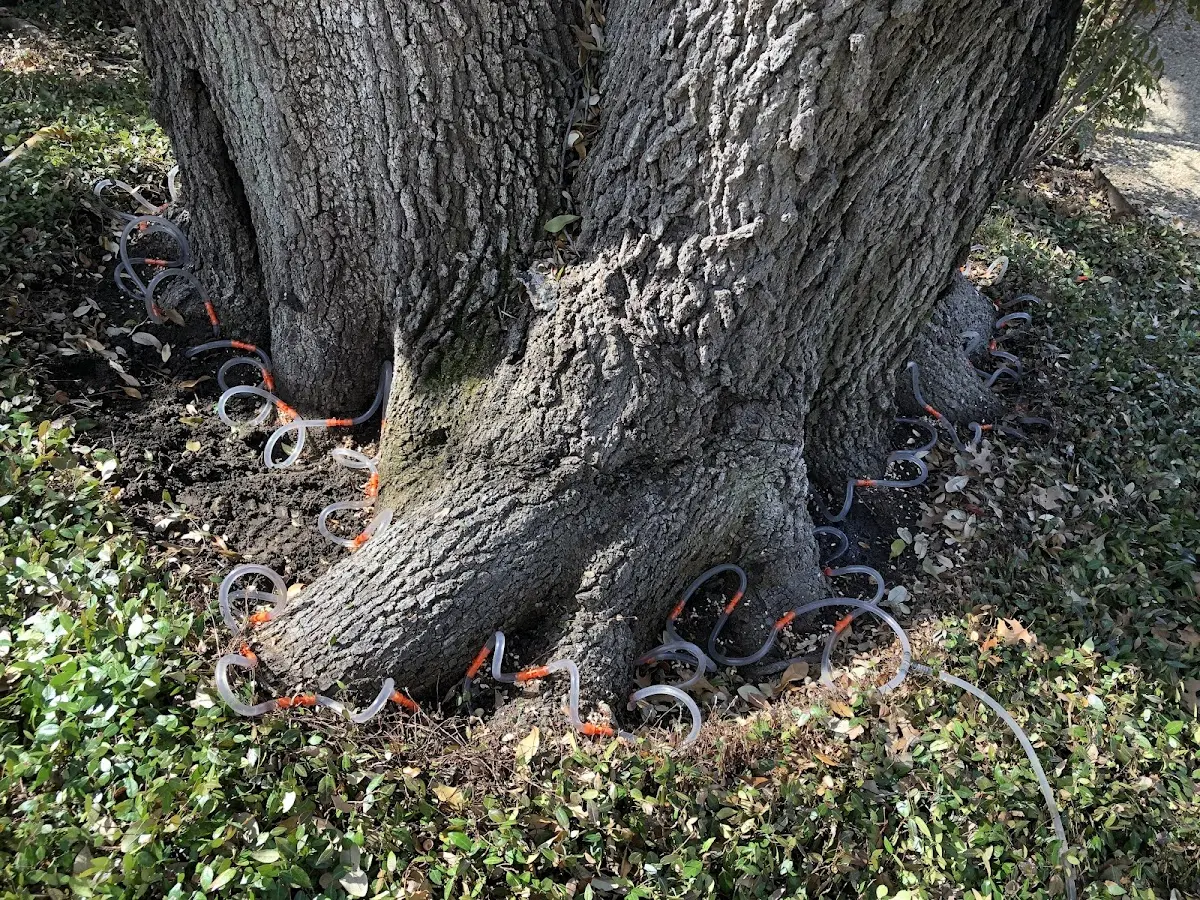 Detailed Tree Cabling and Bracing job site in South Sioux City
